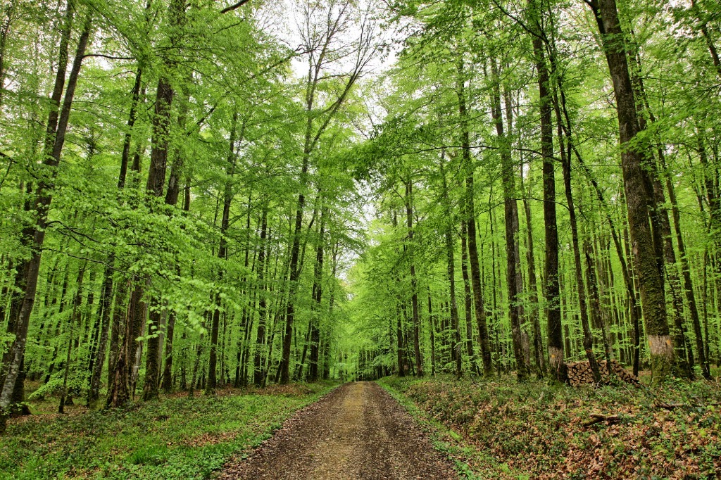 Groupements fonciers et forestiers (GFI / GFF)